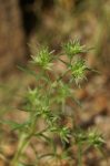Scleranthus (28. Szikárka) virágeszencia