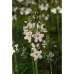 Water Violet (34. Békaliliom) virágeszencia