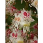 White Chestnut (35. Fehérvirágú vadgesztenye) virágeszencia