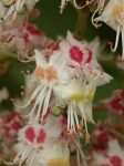 White Chestnut (35. Fehérvirágú vadgesztenye) virágeszencia