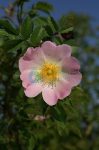 Wild Rose (37. Vadrózsa) virágeszencia