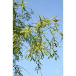 Willow (38. Fűzfa) virágeszencia