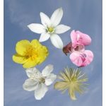 39. Elsősegély Cseppek