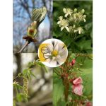 Figyelem eszenciakeverék