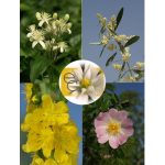 Éberség eszenciakeverék