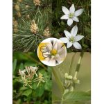 Továbblépés eszenciakeverék