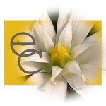 Továbblépés eszenciakeverék