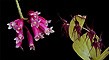 Celestial Defender összetett orchidea eszencia