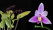 Defender of the Light összetett orchidea eszencia