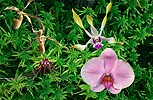 Energy Matrix Protection összetett orchidea eszencia
