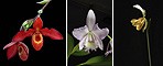 Healing the Hidden (Heyoka) orchid combination essence