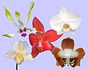 Love Beyond Love összetett orchidea eszencia