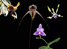Solus összetett orchidea eszencia