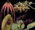 Soul Shield+ összetett orchidea eszencia