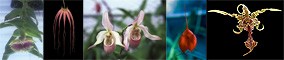 Temple of Light (5) összetett orchidea eszencia