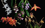 True Beauty összetett orchidea eszencia
