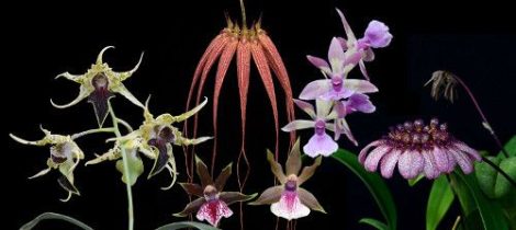 Revelation orchid combination essence