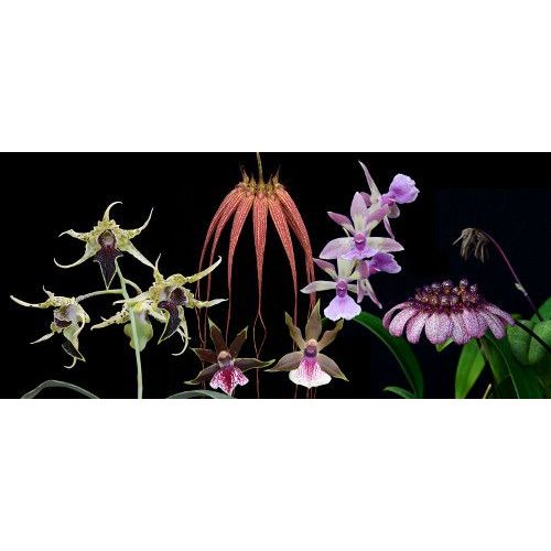 Revelation orchid combination essence