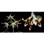 Fruits of Courage (A bátorság gyümölcsei) összetett orchidea eszencia