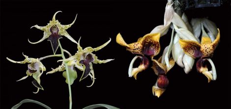 Fruits of Courage (A bátorság gyümölcsei) összetett orchidea eszencia