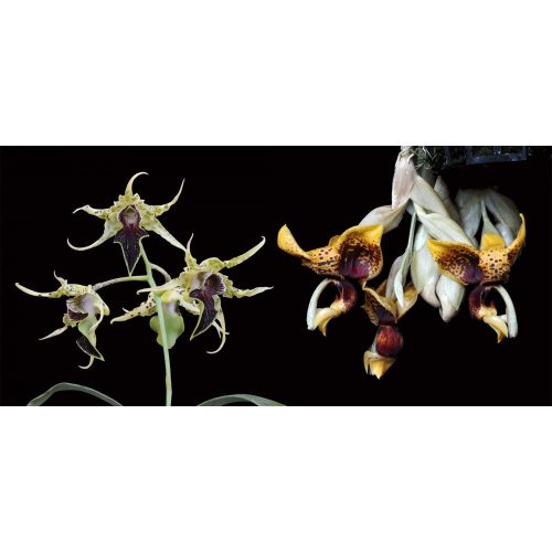 Fruits of Courage (A bátorság gyümölcsei) összetett orchidea eszencia