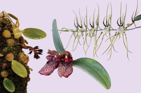 Revitalise összetett orchidea eszencia