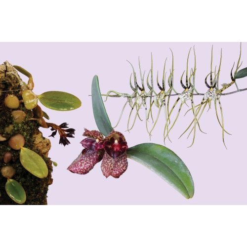 Revitalise összetett orchidea eszencia