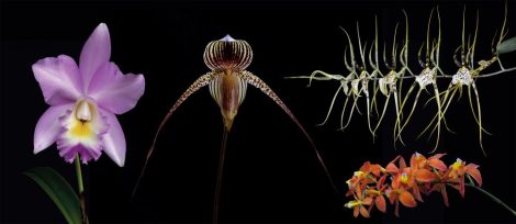 Sympathetic összetett orchidea eszencia