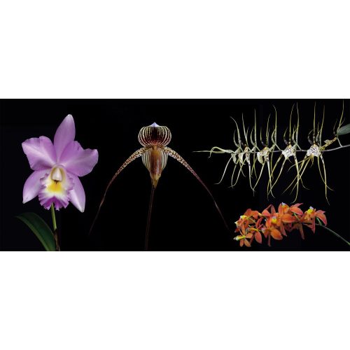 Sympathetic orchid combination essence
