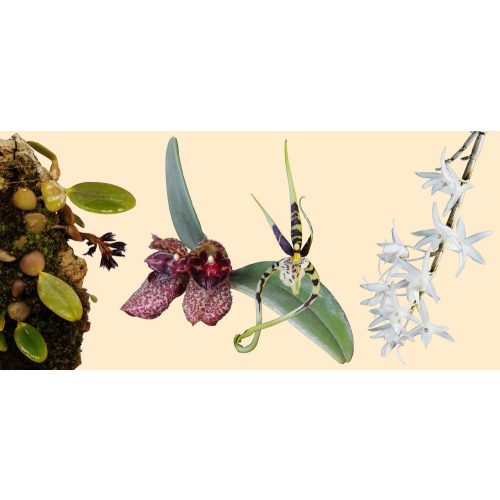 Sympathetic (P) orchid combination essence