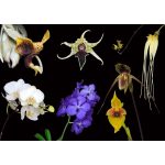 Immediate Relief összetett orchidea eszencia