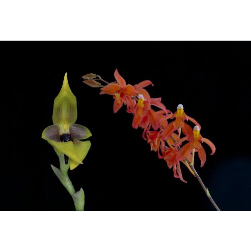Just Center összetett orchidea eszencia