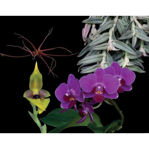 Self Renewal összetett orchidea eszencia