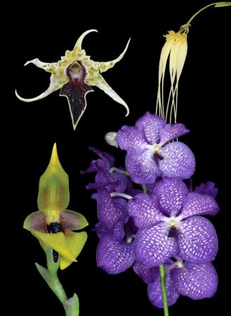 Life Circle Renewal összetett orchidea eszencia