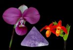 Vital Clarity összetett orchidea eszencia