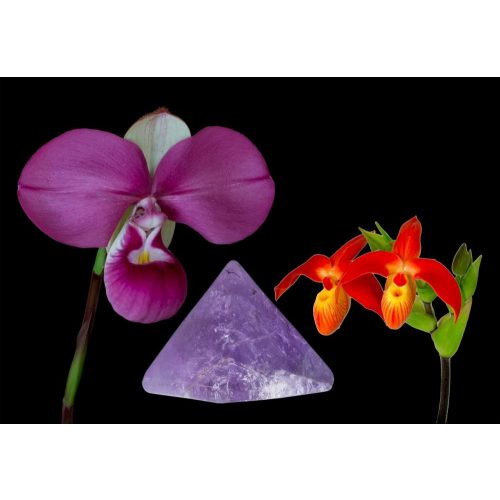 Vital Clarity összetett orchidea eszencia