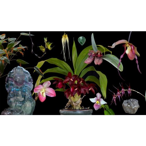 Shield of Light összetett orchidea eszencia