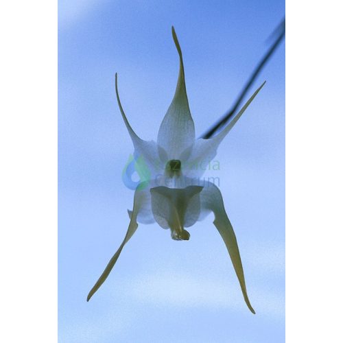 Clear Mind orchidea eszencia