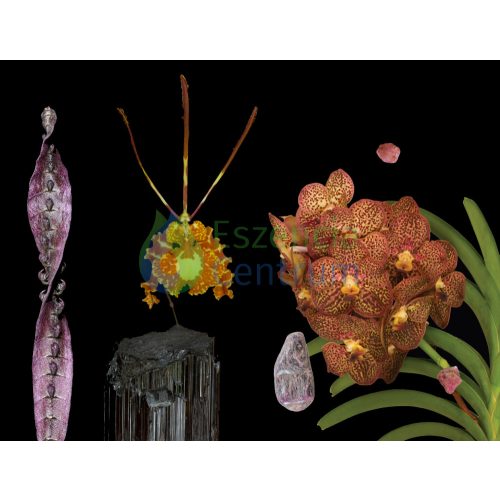 Highest Reflection összetett orchidea eszencia