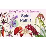 Spirit Path 1 összetett orchidea eszencia