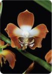 Living Tree Orchidea Eszencia 135 lapos kártyasorozat