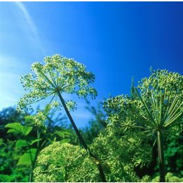   Angyalgyökér (Angelica archangelica) DEVA Európai virágeszencia