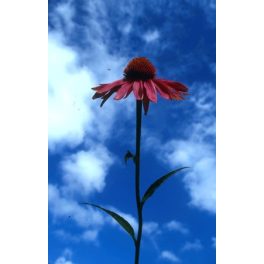 ECHINACEA - Echinacea purpurea