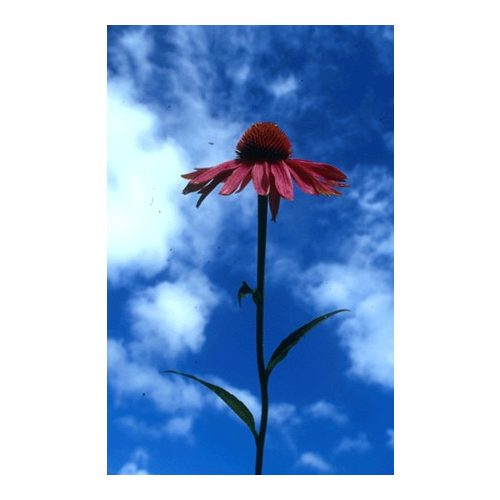 ECHINACEA - Echinacea purpurea