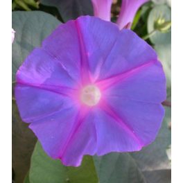 MORNING GLORY - Ipomea purpurea