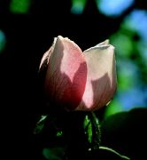 DEVA Európai virágeszencia Birsalmafa (Cydonia oblonga)