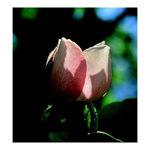 Birsalmafa (Cydonia oblonga) DEVA Európai virágeszencia