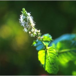 PEPPERMINT - Mentha piperita