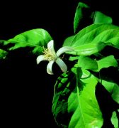 DEVA Európai virágeszencia Citromfa (Citrus limonum)