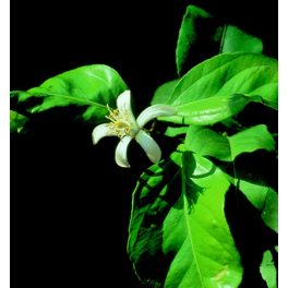 LEMON - Citrus limonum